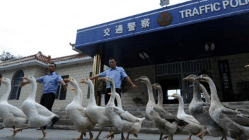 Chinese police uses geese instead of police dogs for more aggressiveness and intelligence