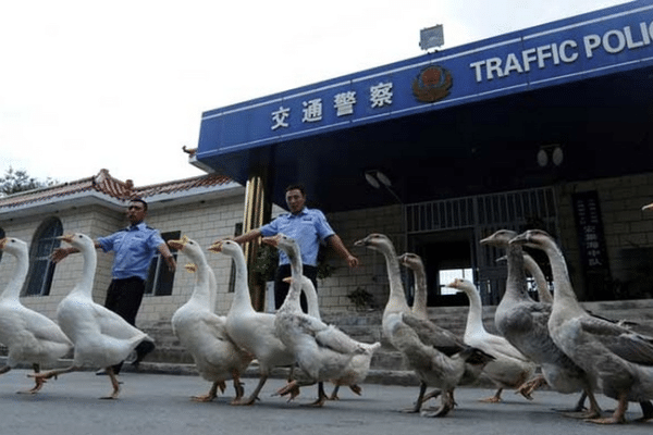 Chinese police uses geese instead of police dogs for more aggressiveness and intelligence