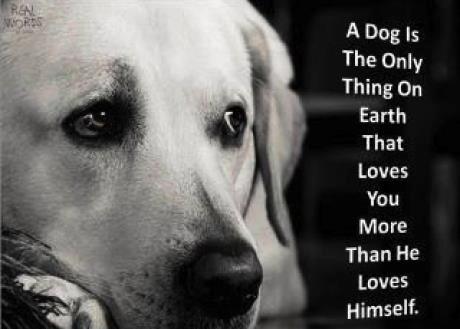 a dog is the