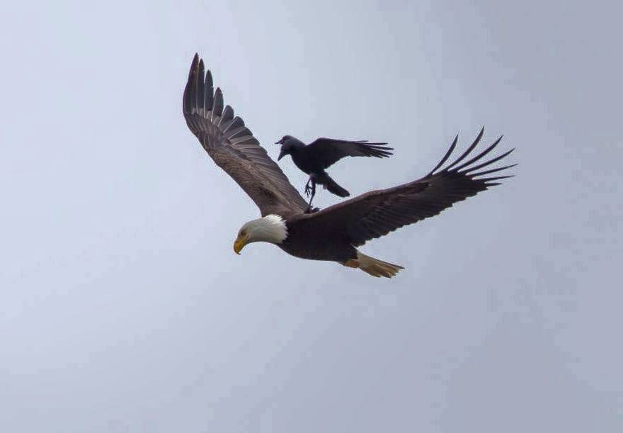 Amazing birds fly