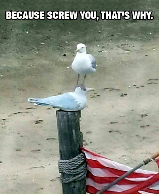 Because screw you that's why