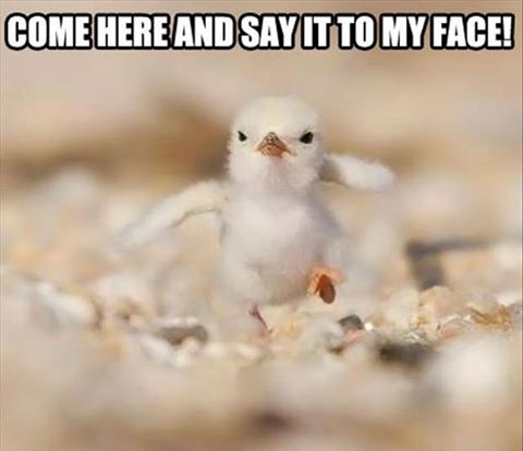 Come here and say it to my face
