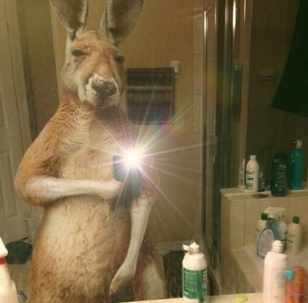 crazy selfies