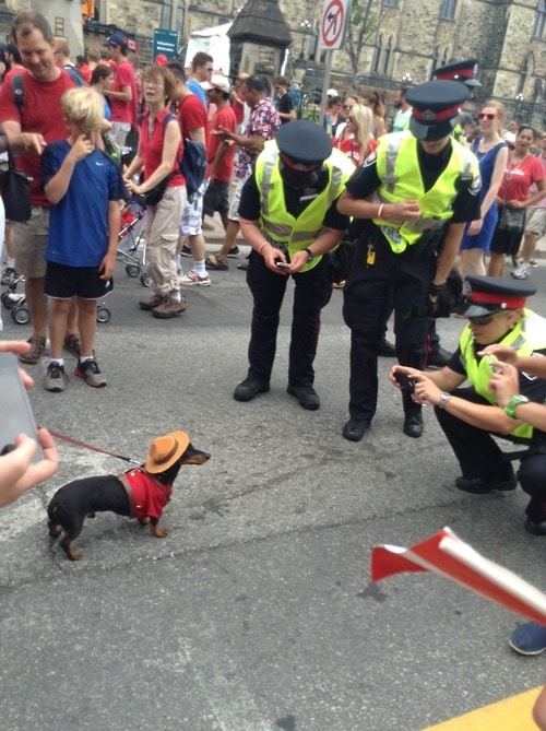dog like a boss