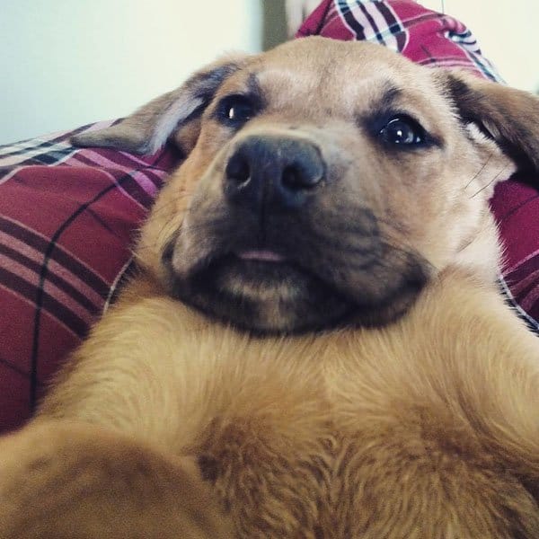 dog selfy cool