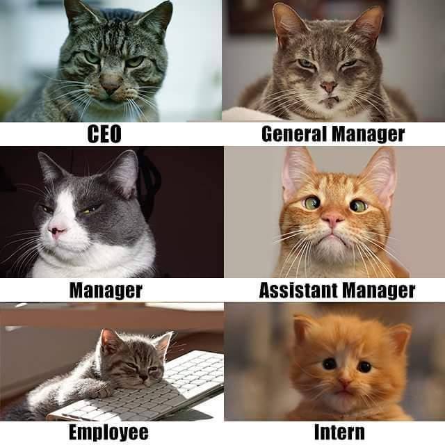 Employee vs Manager