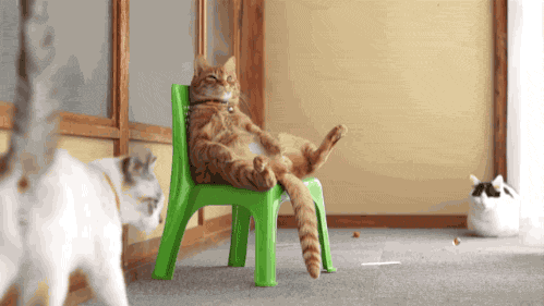 that is Don cat