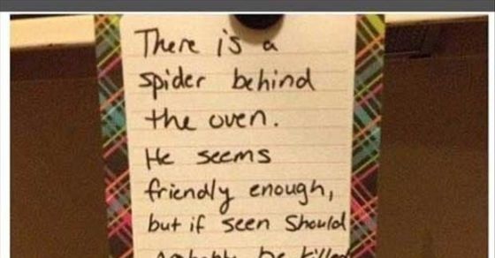 There is a spider behind the oven
