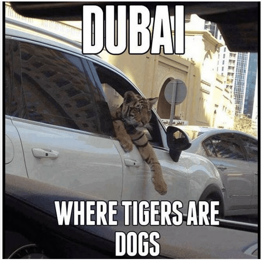 Where tigers are dogs