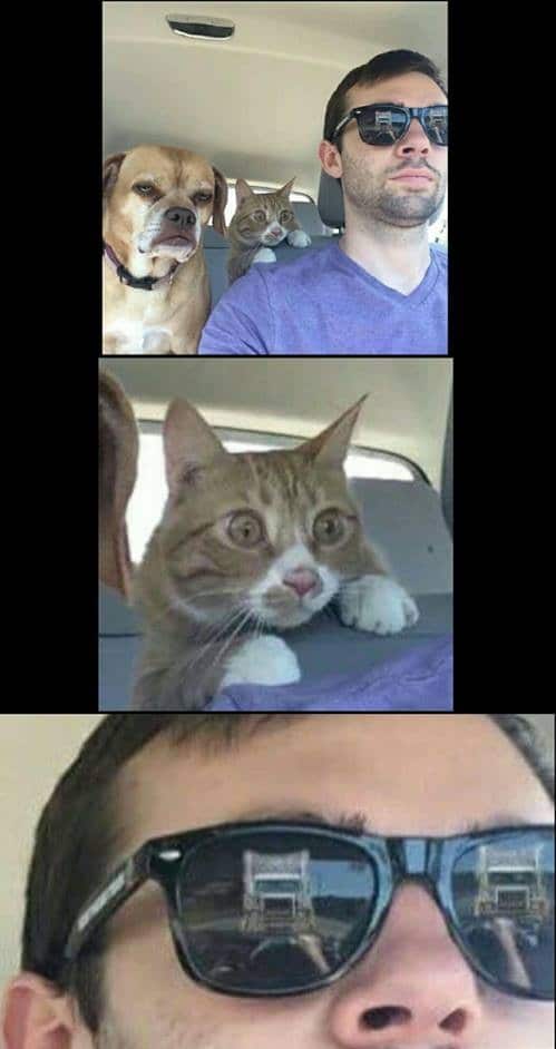 when you drive with animals